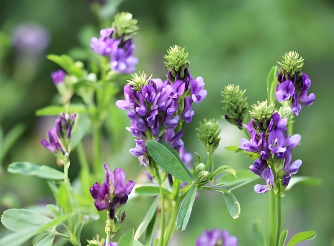 Alfalfa (Medicago Sativa): Your Everyday Nutrient Power‑Up
