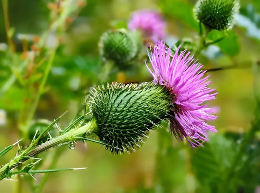 Blessed Thistle- Early Bitter Herb For Digestion, Lactation, And Bile Flow