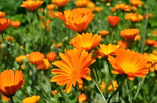 Candula Flower Petal: Soothing Marigold for Skin, Mucosa, and Gentle Inflammatory Support