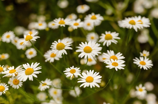 Chamomile Flowers: Soothing Daisy for Sleep, Digestion, and Restorative Calm