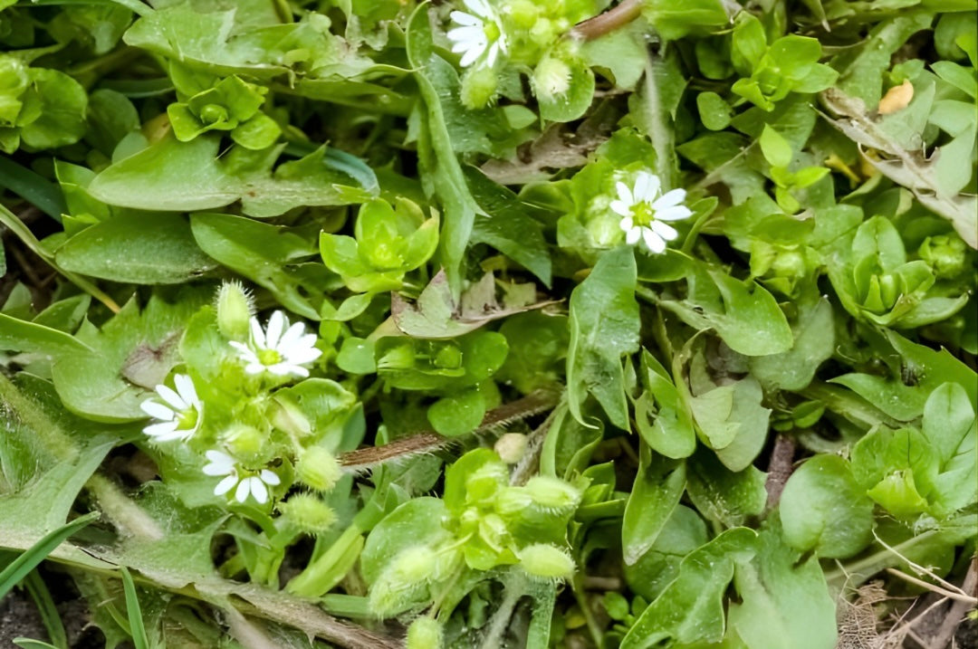 Chickweed: Tender Green for Skin, Digestion, and Gentle Nutrient Support
